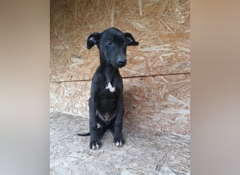 Sancho Tierschutzhund sucht ein Zuhause