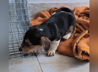 Yuki - kleiner Mann auf der Suche nach seinem Glück