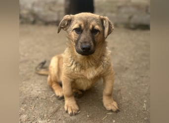 ⭐️Phaja⭐️, reizendes Mini-Mädchen, Welpe, 8 Monate, 31 cm, Mischling, Tierschutz