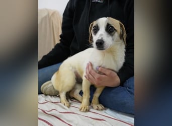 ⭐️WIBKE⭐️, zarte Dame, 1 Jahr, 25 cm, Mischling, Tierschutz Rumänien