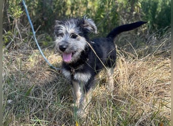 Kleiner Schatz Ozzy sucht großes Glück