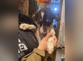 Illana, Lebensfrohe Hündin, ca. 4 Monate, ca. 33cm, Mischling, Tierschutz Rumänien