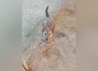 ⭐️ Alexa⭐️, liebevolles Hundekind, 10 Monate, 36 cm, Mischling, Tierschutz