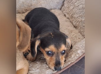 Kleine Yvette sucht ihr großes Glück