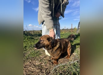 Kleine Maus Luca sucht ihre Herzensmenschen