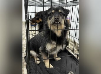 ⭐️Tahia⭐️, kleine Zottel-Maus Hündin, 2 Jahre, 30 cm, Mischling, Tierschutz