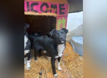 SCHNUCKI, lebensfrohe kleine Entdeckerin, Hündin, 6 Monate, 36 cm, Mischling, Tierschutz