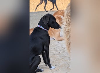 Zauberhafte Sophie wartet in Portugal auf unserem Tierschutzhof!