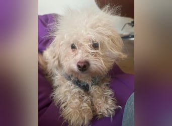 ⭐️SMARTIE⭐️, Rüde, 1,5 Jahre, 30 cm, Mischling, Tierschutz, auf Pflegestelle in DE