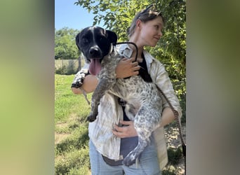 Rocky sucht sein Für Immer Zuhause