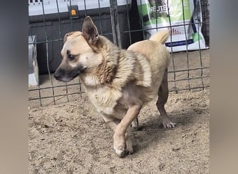Nofell ⭐️TONI ⭐️, Rüde, 3 Jahre, 29cm, Mischling, Tierschutz Rumänien