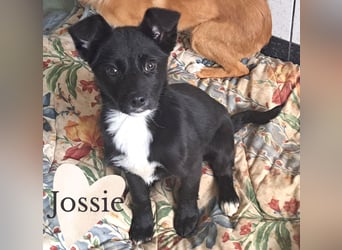 Jossie sucht ihr Für-immer-Zuhause