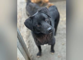 ⭐️YANO⭐️, bezaubernder Hundejunge, 1 Jahr, 37 cm, Mischling, Tierschutz Rumänien