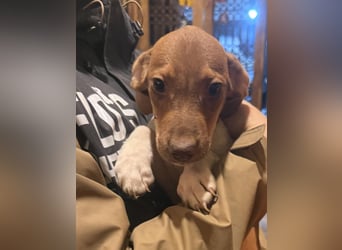 BENI, aufmerksamer Welpe, 3 Monate, 29 cm, Mischling, Tierschutz Rumänien