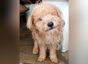 ⭐️TOFU⭐️, Rüde, 9 Monate, 30 cm, Mischling, Tierschutz - auf Pflegestelle in DE