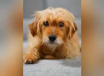 BILLY, freundlicher Findling, 5 Jahre, 34 cm, Terrier-Mix, Tierschutz Rumänien