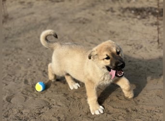 Kleiner Schatz Nash sucht großes Glück