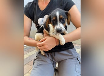 Pufi - möchte dein Herz erobern