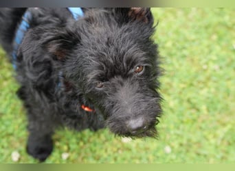 Jenga wartet in Deutschland auf dich