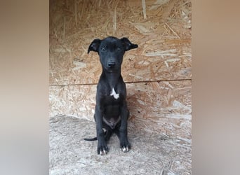 Sancho Tierschutzhund sucht ein Zuhause