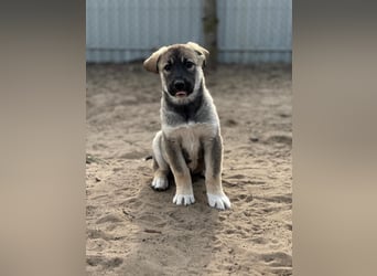 Verliebt auf den ersten Blick? Das ist Nacho !
