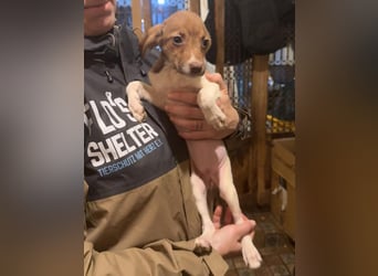 BIGGI, pfiffige Welpin, 3 Monate, 27 cm, Mischling, Tierschutz Rumänien