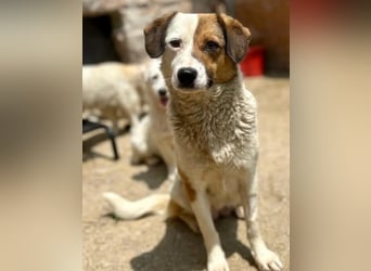 ⭐️FINA⭐️, Hündin, 3 Jahre, 40 cm, Mischling, Tierschutz