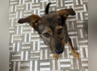 ⭐️ Alexa⭐️, liebevolles Hundekind, 10 Monate, 36 cm, Mischling, Tierschutz