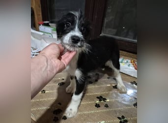 Welpenrüde 890558 sucht sein Körbchen