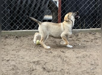 Verliebt auf den ersten Blick? Das ist Nacho !