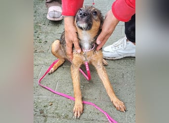 Welpen Mädel Kylo 38cm, möchte Rumänien ganz schnell verlassen