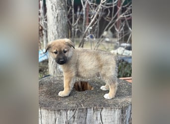 Kleiner Schatz Nash sucht großes Glück