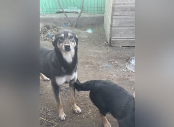 ⭐️ONYA⭐️, Hündin, fast 3 Jahre, 40 cm, Mischling, Tierschutz