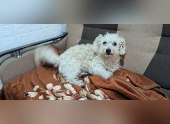 Der kleine Fizz sucht ein liebevolles Zuhause