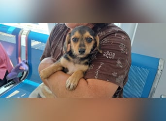 Kleine Yvette sucht ihr großes Glück
