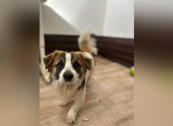 ⭐️TOC⭐️, süßer, kleiner Kerl, Rüde, 2 Jahre, 35 cm, Mischling, Tierschutz