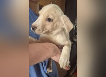 Hier komme ich - Welpenrüde 273770