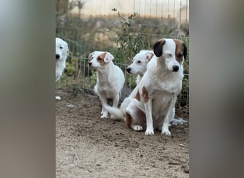 ⭐️FEE⭐️, zartes Hundemädchen, 1 Jahr, 30 cm, Mischling, Tierschutz