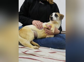 ⭐️WIBKE⭐️, zarte Dame, 1 Jahr, 25 cm, Mischling, Tierschutz Rumänien