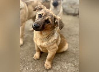 ⭐️Phaja⭐️, reizendes Mini-Mädchen, Welpe, 8 Monate, 31 cm, Mischling, Tierschutz