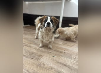 ⭐️TOC⭐️, süßer, kleiner Kerl, Rüde, 2 Jahre, 35 cm, Mischling, Tierschutz