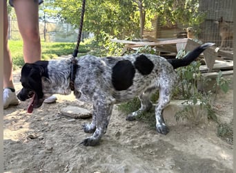 Rocky sucht sein Für Immer Zuhause