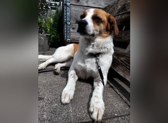 SOPHIA, lustiges Mischlingsmädchen, 1 Jahr, 33 cm, Pflegestelle Düsseldorf, Tierschutz Rumänien