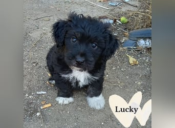 Lucky - kleiner Rüde sucht liebevolles Zuhause