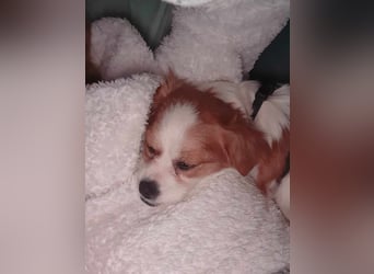 ANA - auf Pflegestelle in 52355 Düren