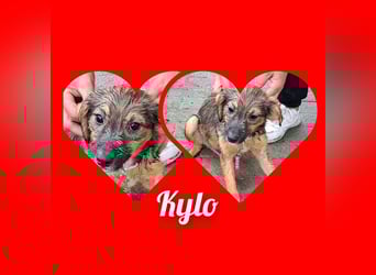 Junghündin Kylo 38cm, möchte Rumänien ganz schnell verlassen