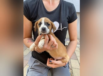Rizsa sucht ein Zuhause voller Liebe