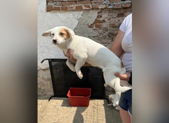 ⭐️FEE⭐️, zartes Hundemädchen, 1 Jahr, 30 cm, Mischling, Tierschutz