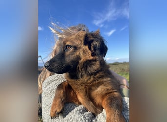 Kleine Maus Luca sucht ihre Herzensmenschen