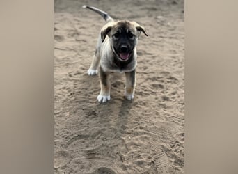 Verliebt auf den ersten Blick? Das ist Nacho !